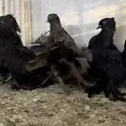 حمام رقاص