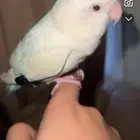 طير روز ذكر البينو عيون حمراء