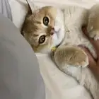 قط سكوتش - بريتش للتبني