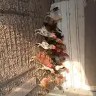 ديوك بلدي للبيع