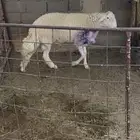 طلى حري صنف من حلال عبدالله عجمي