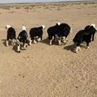 بهم نجد للبيع 7
