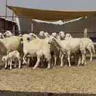 ضان مقاني طيبه