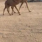 خلفه شعلا منتج