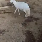 حايل كفو