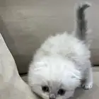 كتن سكوتش فولد لونق هير