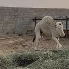 حاشي لباني