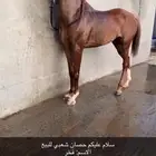 حصان للبيع انوع شعبي الموقع حماء اتواصل علا الواتساب