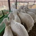للبيع خرفان حريات