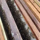 براويز شمع ممطوط مصري