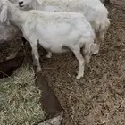 ضان للبيع