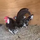 دجاج روز فواخر