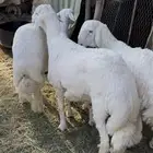 طليان جبره فل الفل ظهر وطرف