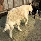 خرفان مشروطه اضراب ومالطيه