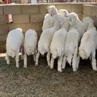 10 ذبايح 8 طليان ورخلين
