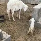ضان صنف تم البيع