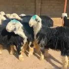 بهم نجد فل شحم 5 شهور