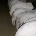 خرفان ورخال تم البيع