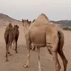 خلفات سواحل