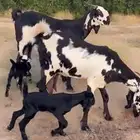 معزا هندية خرايط ( تمم البيع )