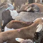 سواكني جديده جذعان العدد 97