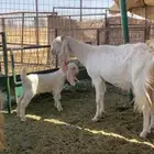 عنز مطورة تحتها تيس مستقبل فحل