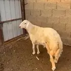 خروف حري صنف