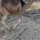 قعود مفرود طيب