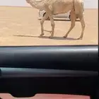 للبيع فحل كفو