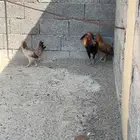 ديك بلدي ودجاجتين