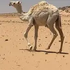 مفروده سمين الي يبي لحم ولي يبي مقنوي