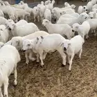 بهم حري هجين من رفيد
