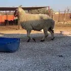 خروف نعيمي شرط القريع الموقع حرض