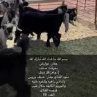 جفار صنف 19الموقع النعيرية
