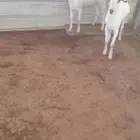 تيوس مخاصي فل الفل