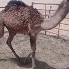 قعود حليب شرط