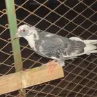 طبات للبيع قطايف