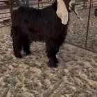 تيس عارضي خصم وجبر وارتفاع