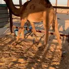 قعود وبكره مفاريد