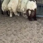 5 طليان نعيم