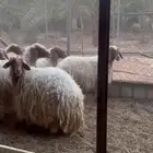 للبيع حيل نعيم فل شحم