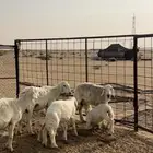 حريات 3 تحتهن3