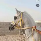 حصان شعبي كفوو