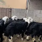 طليان نجد ذبايح