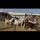 معزا مراح اباكير