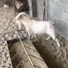 تيس فحل قزمي يضرب وعليه انتاج