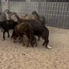 الأفلاج