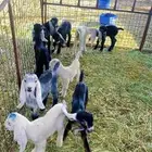 معزا مواليد للبيع