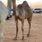 حقه رمانيه