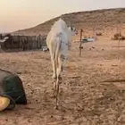 قعود الموقع حريملاء